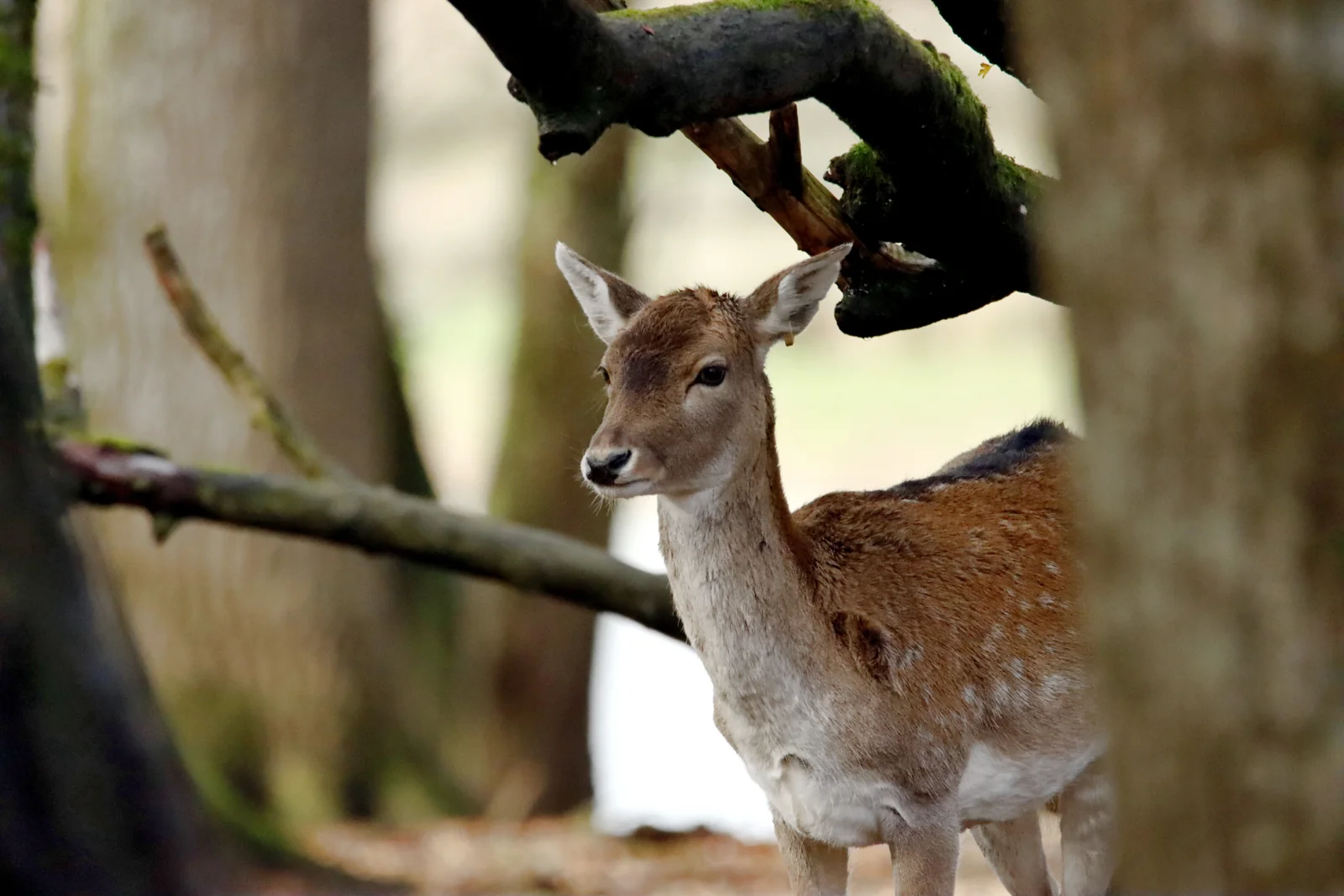 nature conservation: complementary visual study