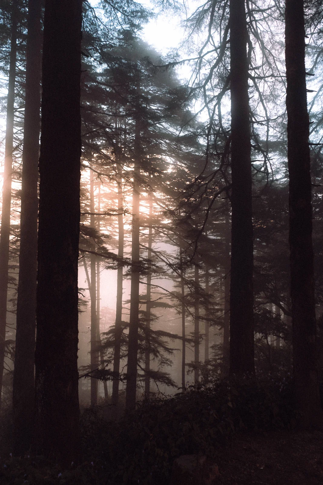 nature conservation: second complementary visual study